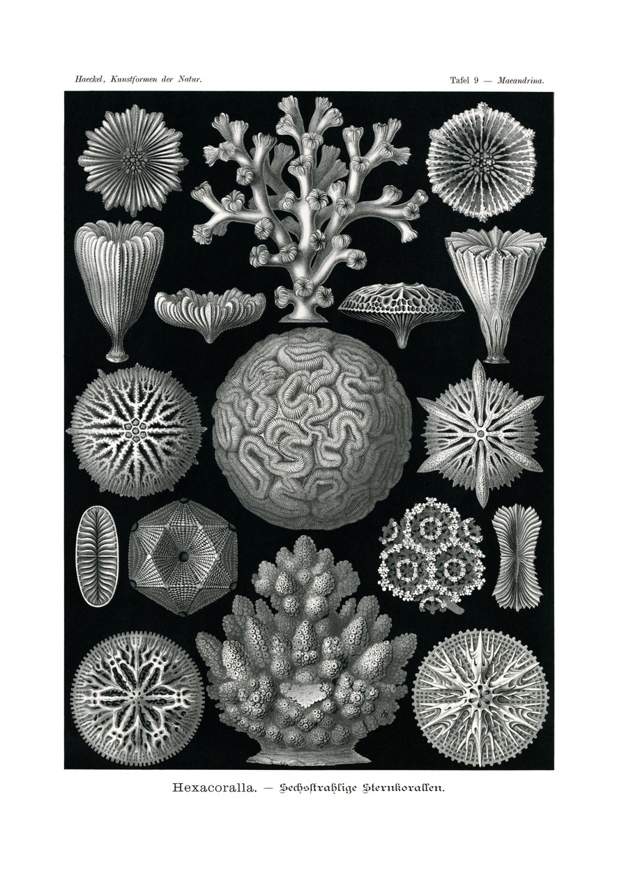 Hexacoralla，1899-1904 作者 德国学校