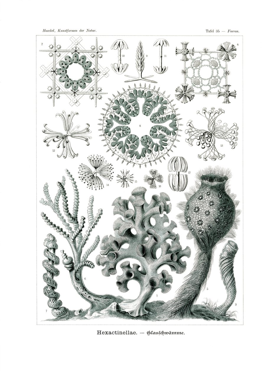 Hexactinellae，1899-1904 作者 德国学校
