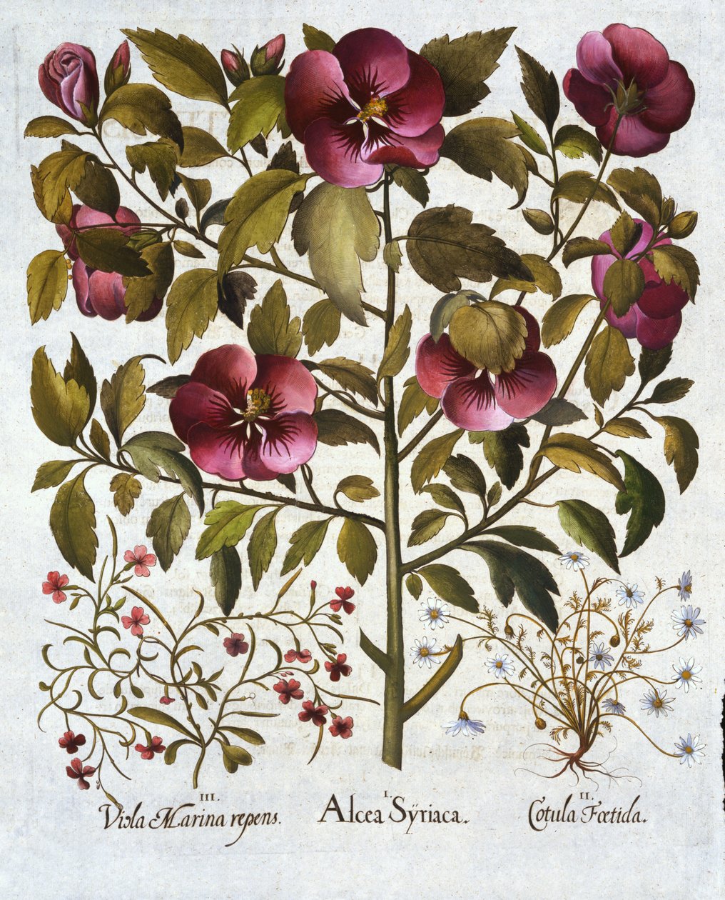 Hibiscus syriacus，Stinking Camomile和Hortus Eystettensis，由Basil Besler（1561-1629）酒吧。 1613 作者 德国学校