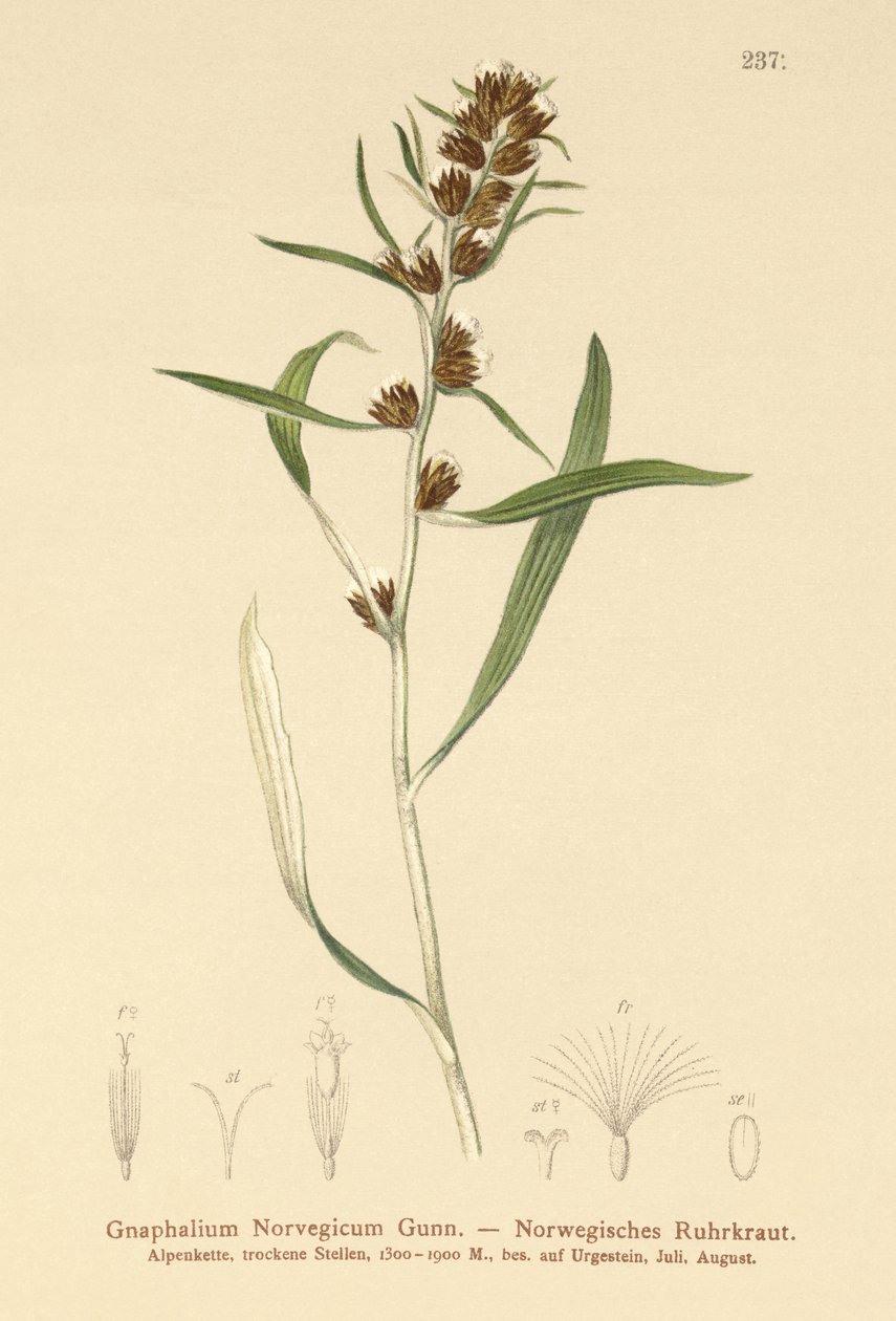 高地葫芦（Gnaphalium norvegicum） 作者 德国学校