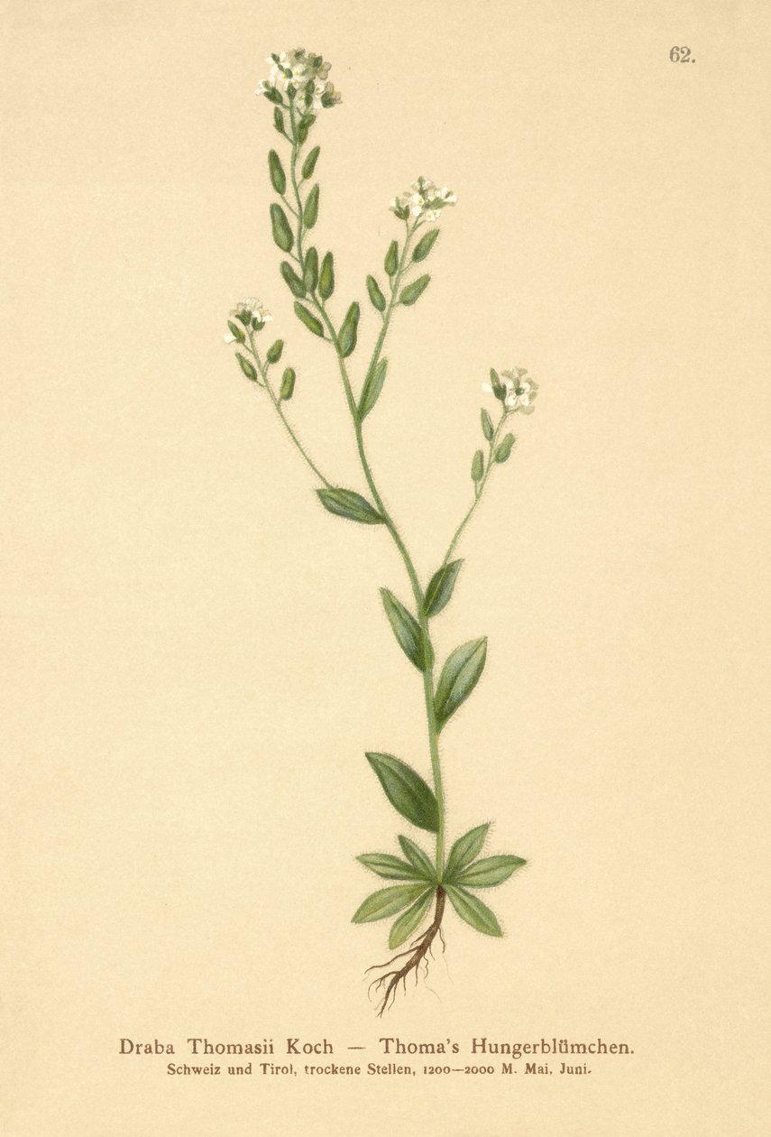 白头翁草（Draba Thomasii） 作者 德国学校