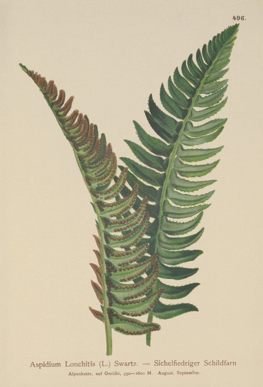 冬青蕨（Aspidium Lonchitis，Polystichum lonchitis） 作者 德国学校