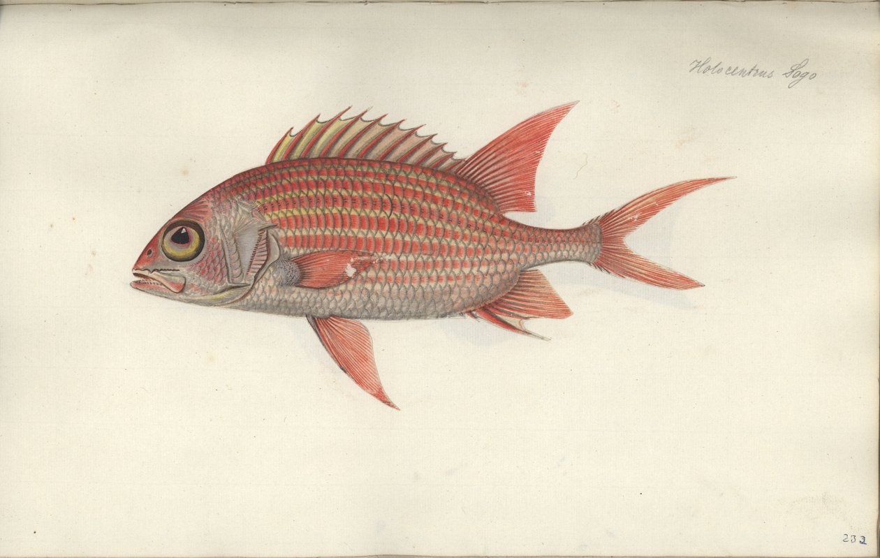 Holocentrus ascensionis，1790年之前（纸上的wc） 作者 德国学校