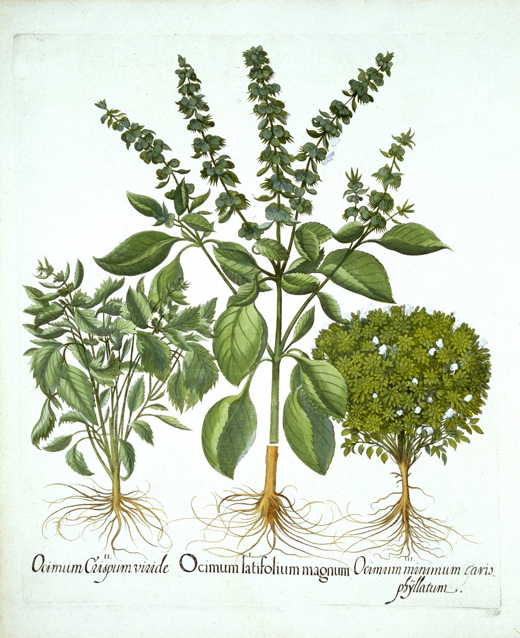 罗勒·贝斯勒（Basil Besler）的“Hortus Eystettensis”中的圣罗勒和另外两种罗勒品种 作者 德国学校