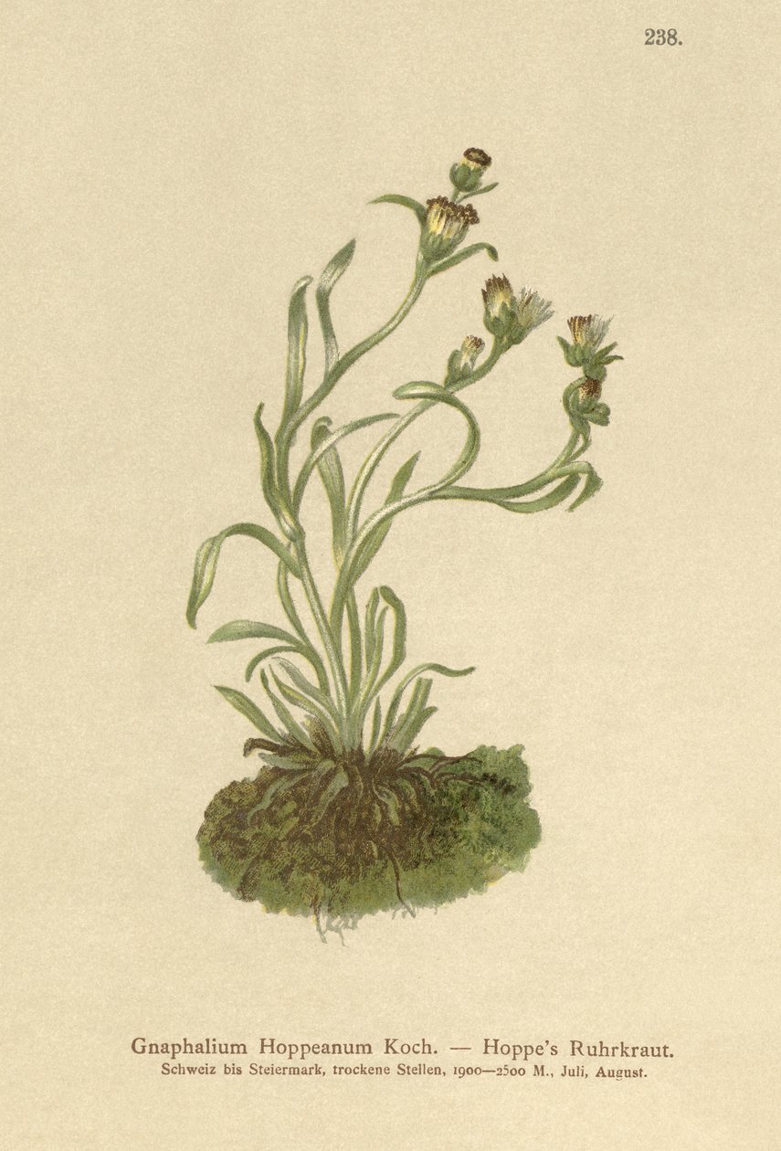 Hoppes Cudweed（Gnaphalium Hoppeanum，Omalotheca hoppeana） 作者 德国学校