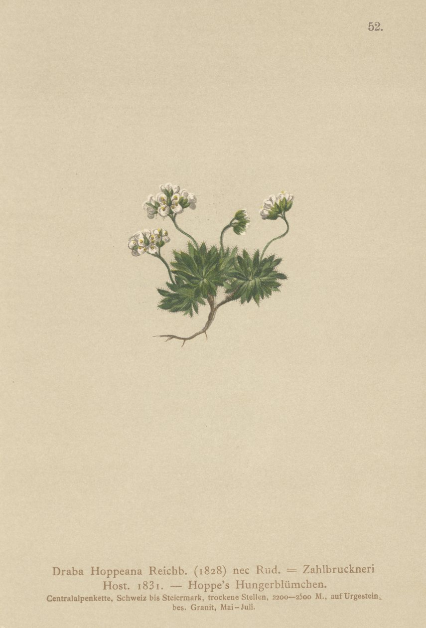 Hoppes Whitlow-grass（Draba Hoppeana，Draba Zahlbruckneri） 作者 德国学校