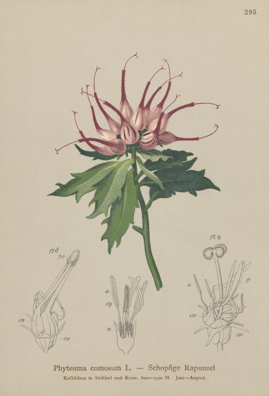 Horned Rampion（Phyteuma comosum，Physoplexis comosa，Syntoma comosum） 作者 德国学校