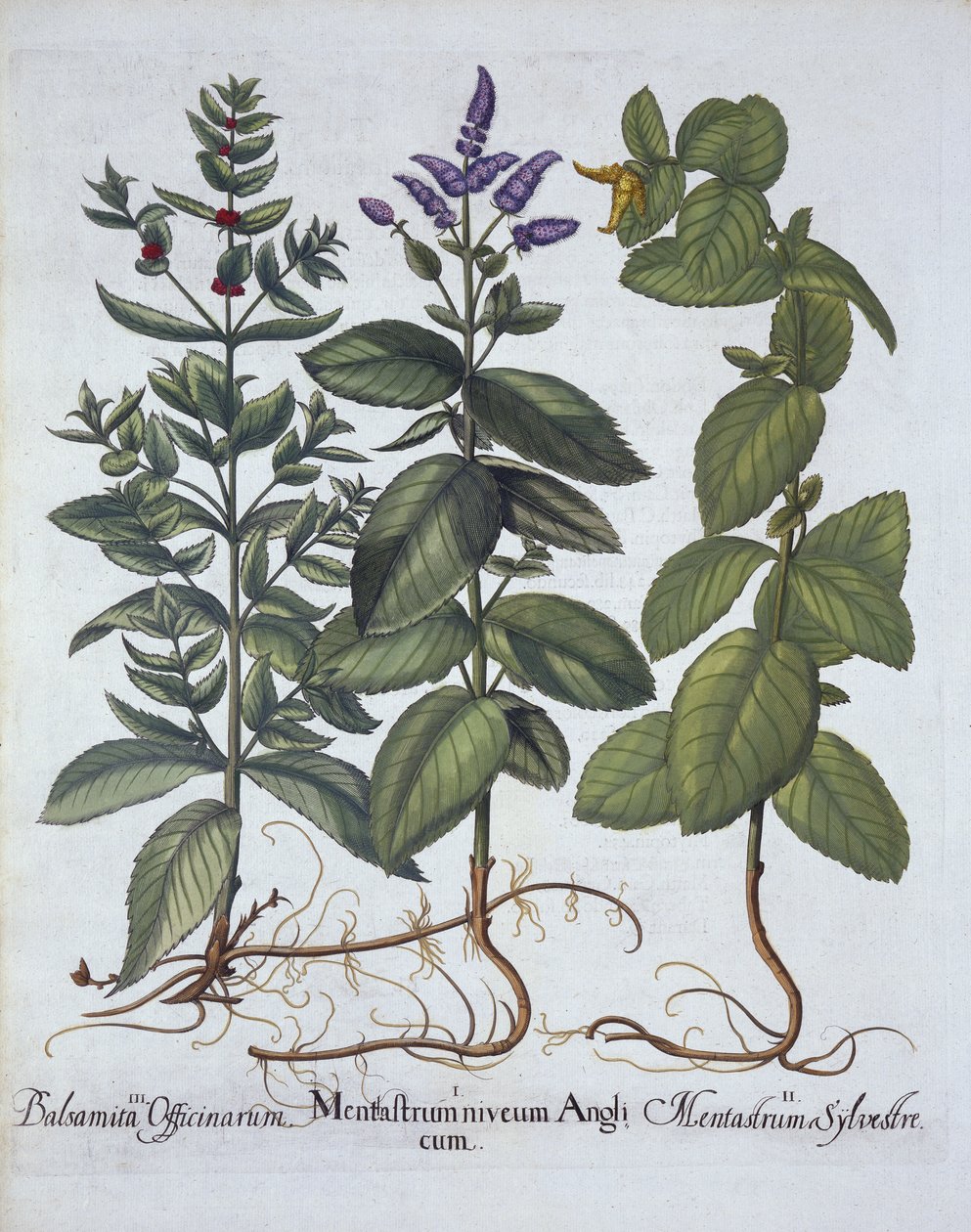 来自Hortus Eystettensis的Horsemint和Spearmint，由Basil Besler（1561-1629），酒吧。 1613（手工雕刻） 作者 德国学校