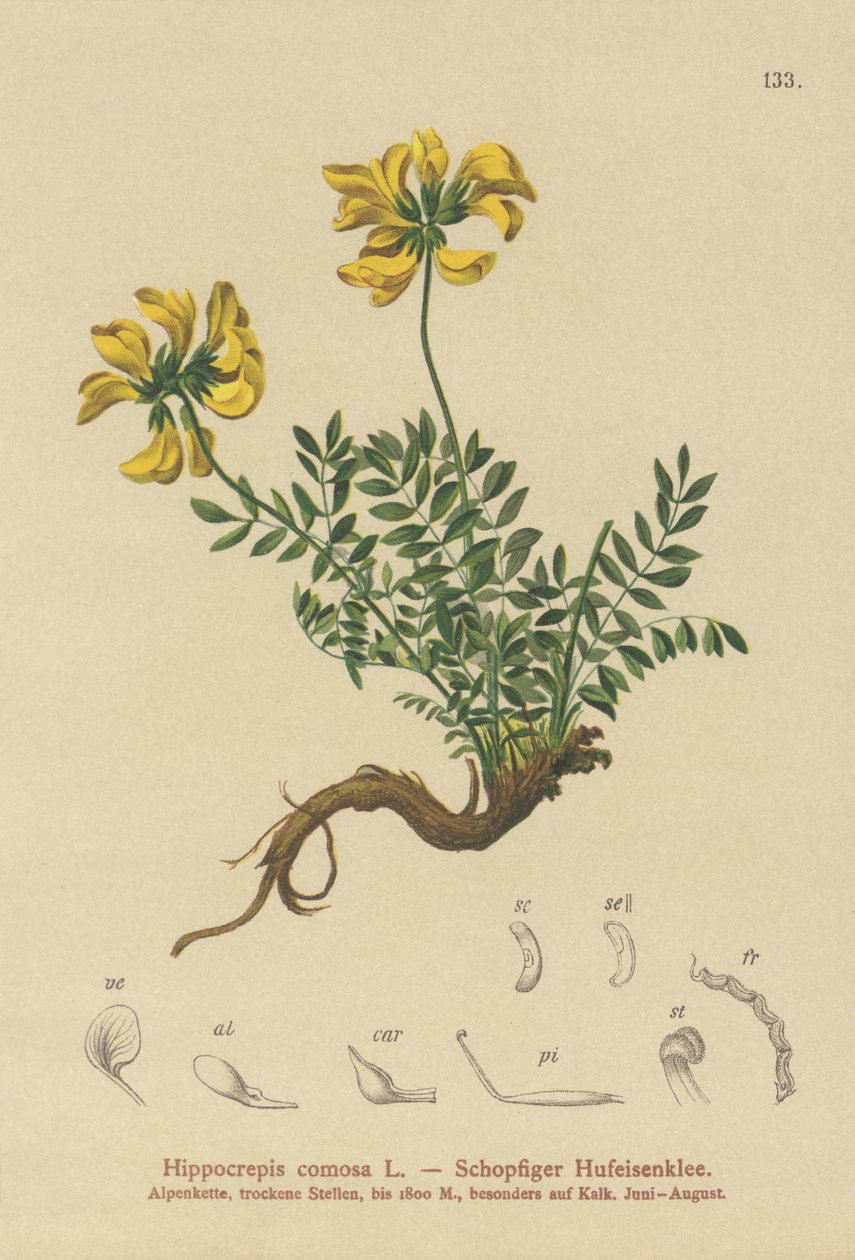 马蹄V（Hippocrepis comosa） 作者 德国学校