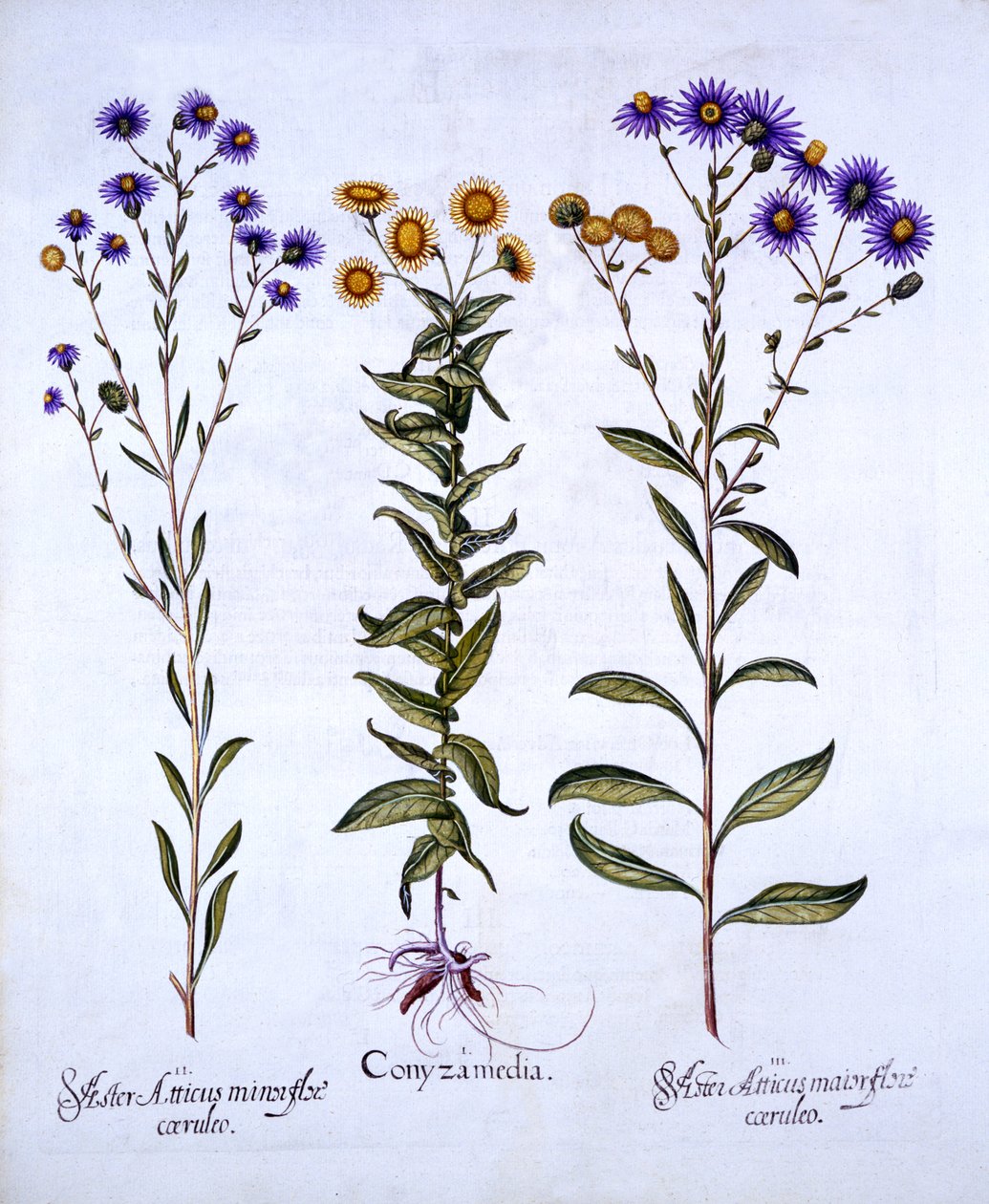 HorseweedButterweedFleabane和欧洲Michaelmas Daisies，来自Hortus Eystettensis，由Basil Besler（1561-1629），酒吧。 1613（手工彩色雕刻） 作者 德国学校