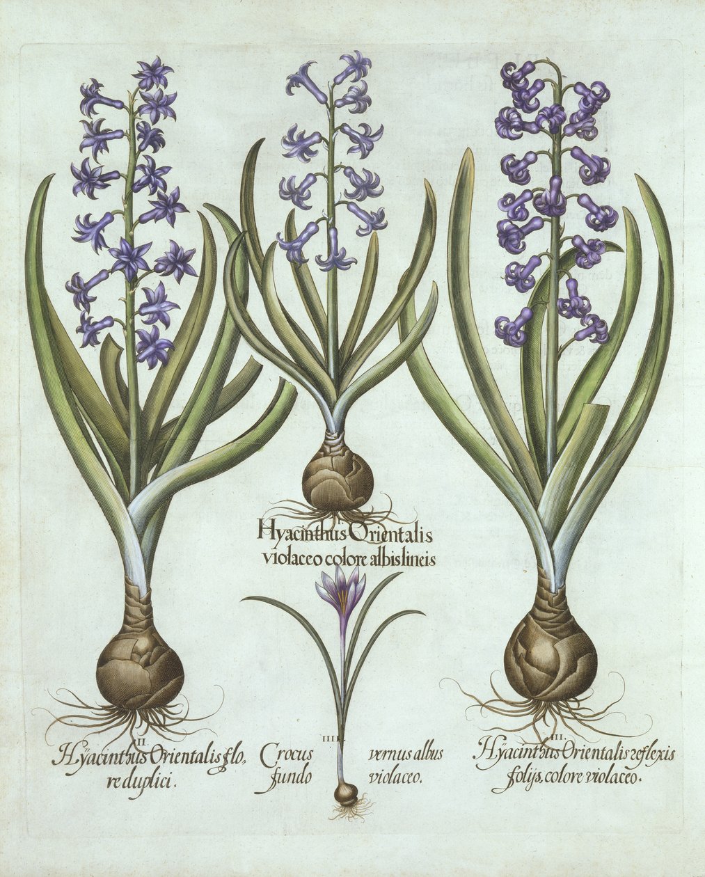 风信子和秋天的番红花，来自Hortus Eystettensis，由Basil Besler（1561-1629），酒吧。 1613（手工雕刻） 作者 德国学校