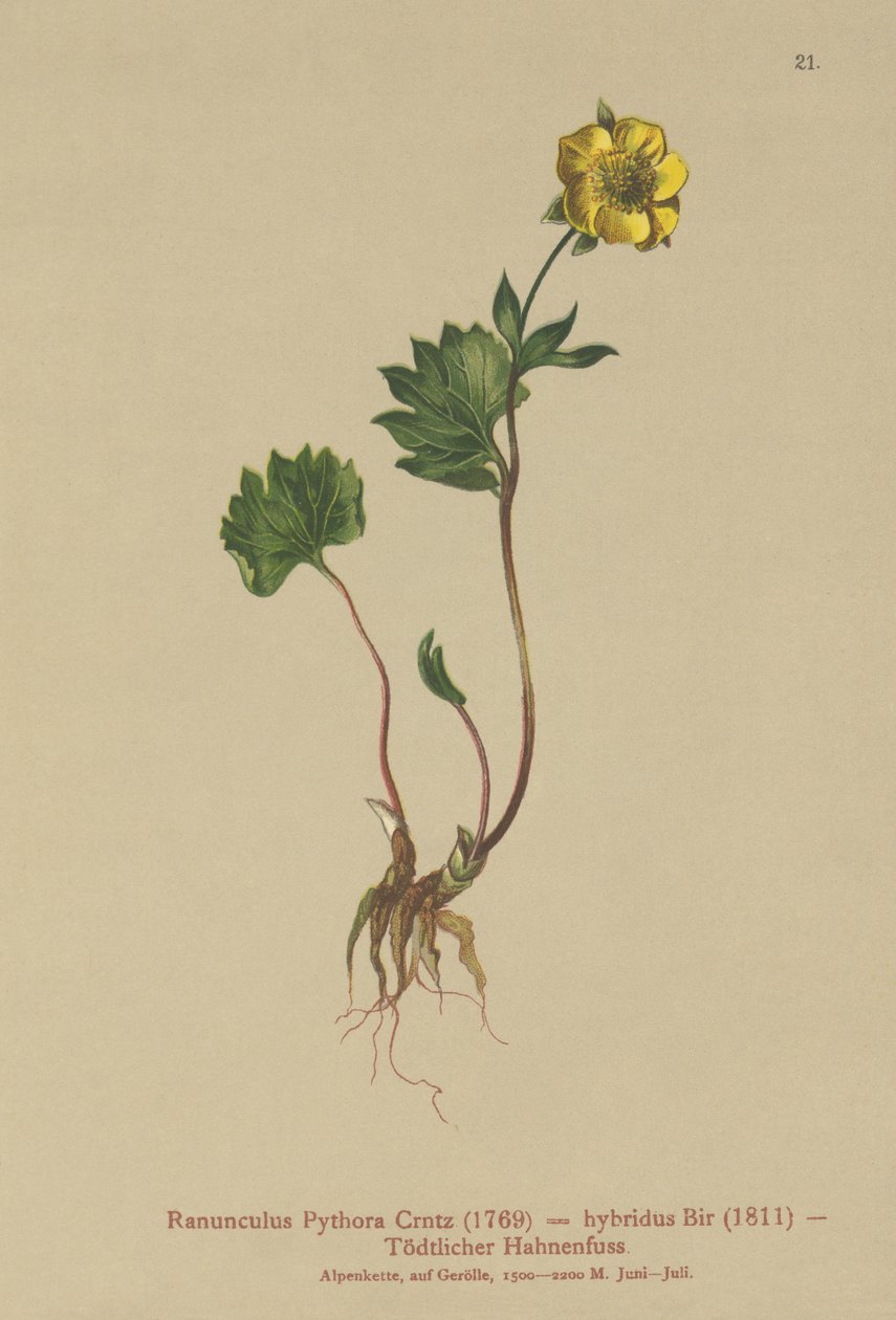 杂交毛茛（Ranunculus Pythora，Ranunculus hybridus） 作者 德国学校