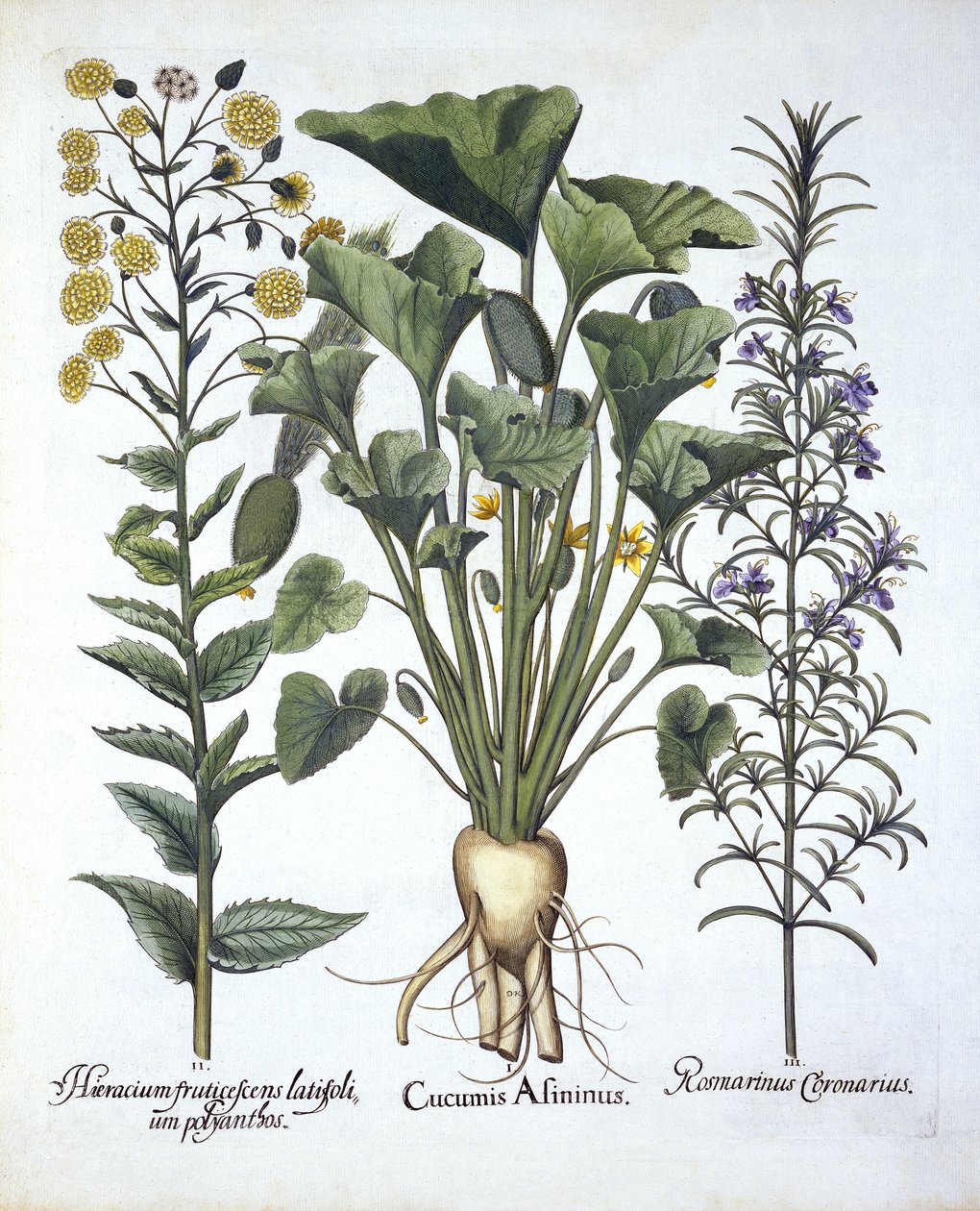 我喷洒黄瓜，ii Narrowleaf Hawkweed，iii Rosemary，来自Hortus Eystettensis，由Basil Besler（1561-1629）酒吧。 1613 作者 德国学校