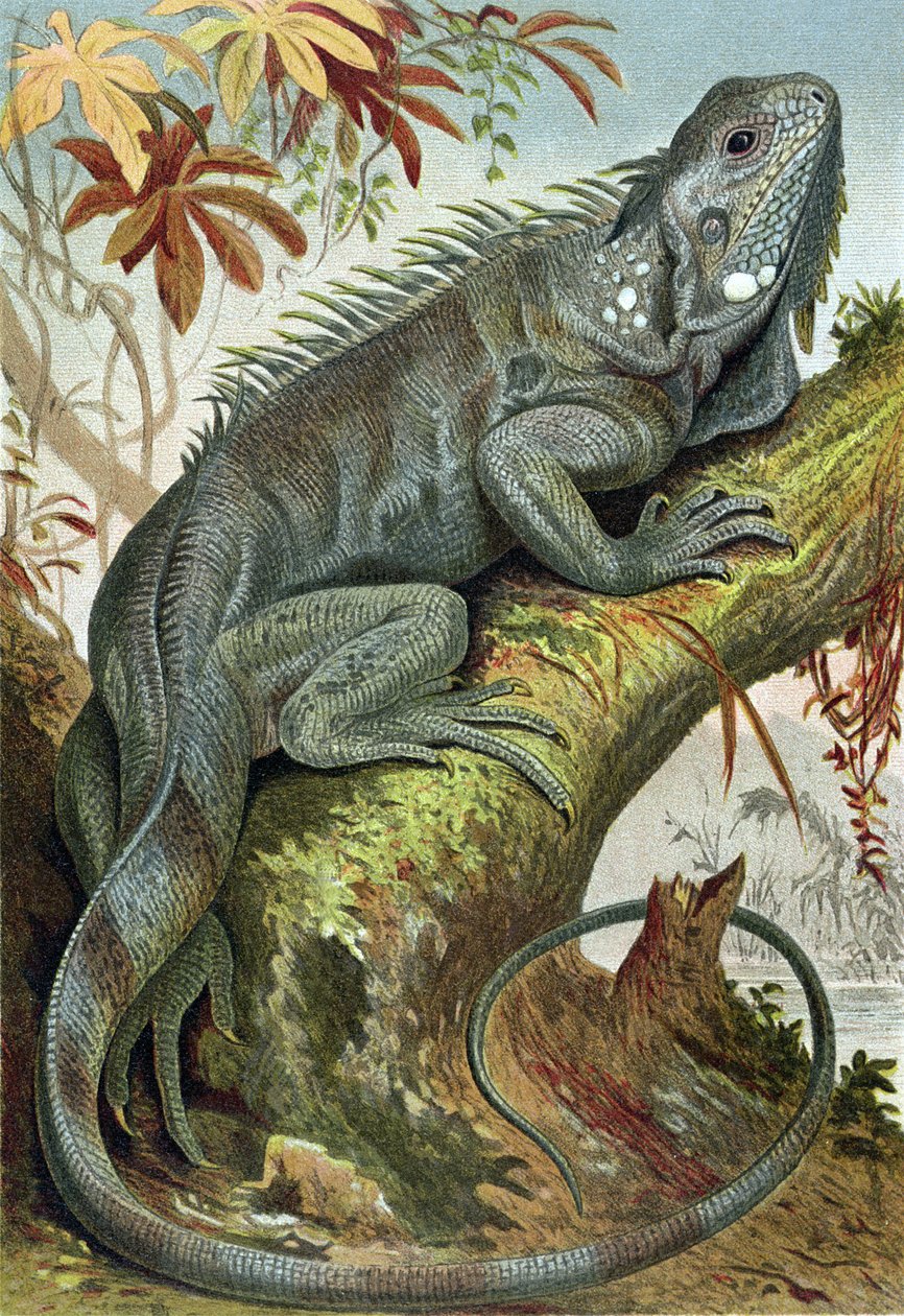 Iguana，来自Brehms Tierleben的记录> Allgemeine Kunde des Tierreichs，第7卷，第88页，由Bibliographisches Institut出版，1892年 作者 德国学校