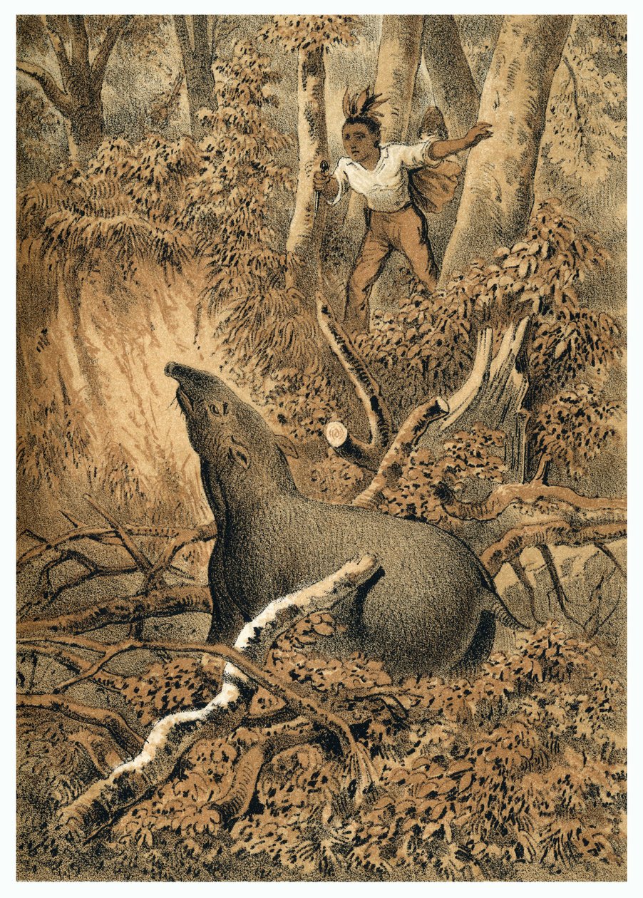 Illustration, Indian hunting tapir in Amazon forest. In “” De Bootslieden der Amazon-River””, Karl Muller, Netherlands 作者 德国学校
