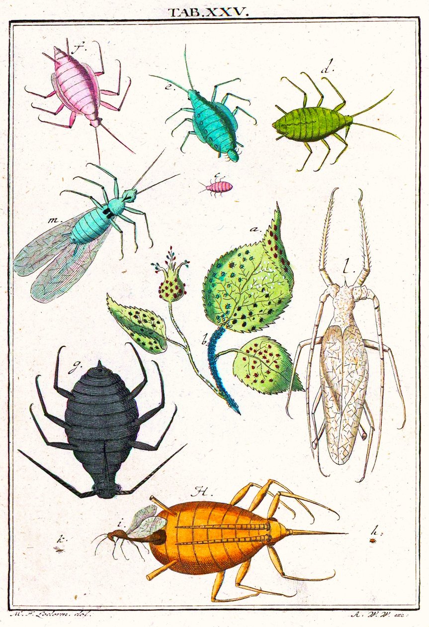 插图显示各种花园害虫，Musement Microscopique，1764（彩色雕刻） 作者 德国学校
