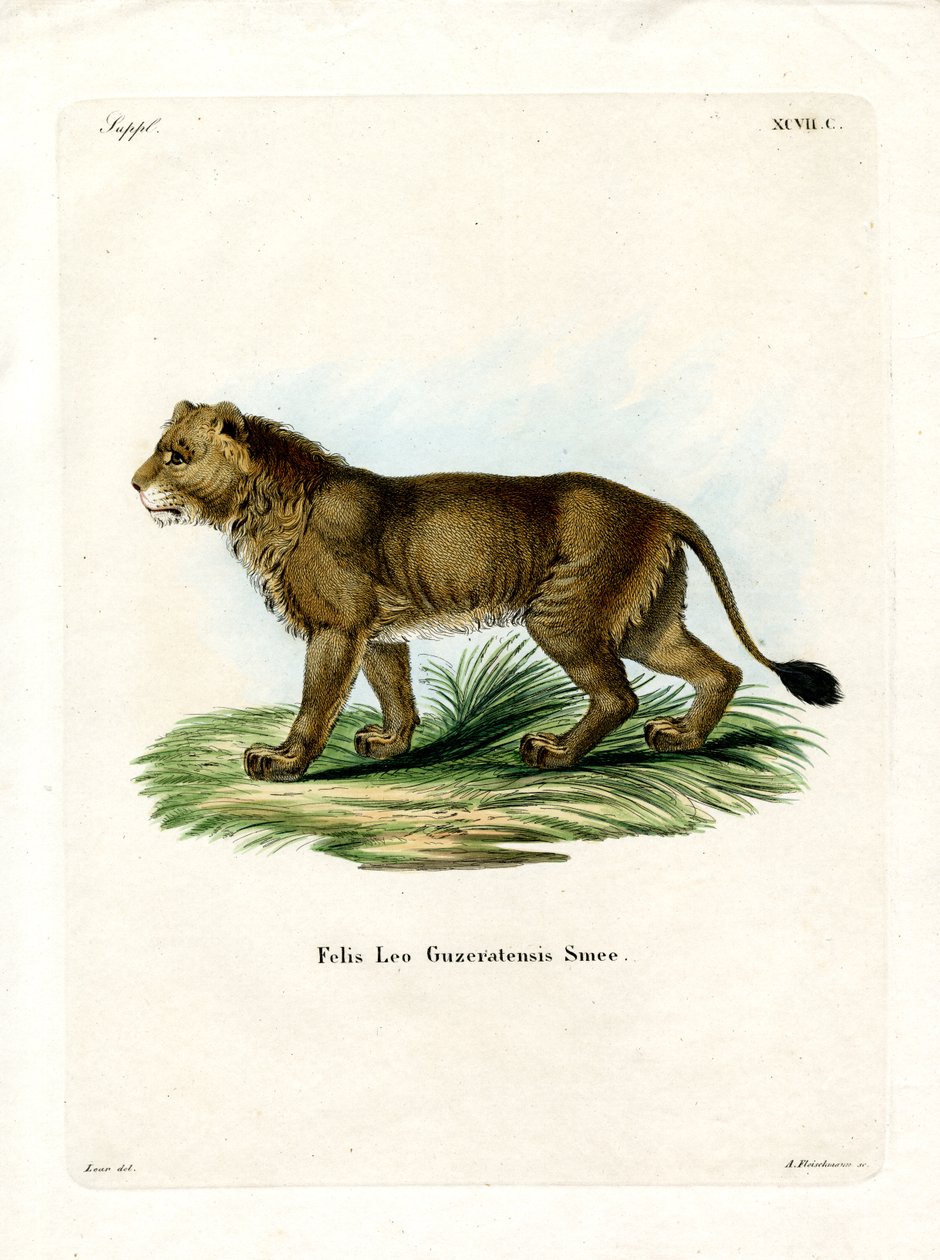Indian Lion (coloured engraving) 作者 德国学校