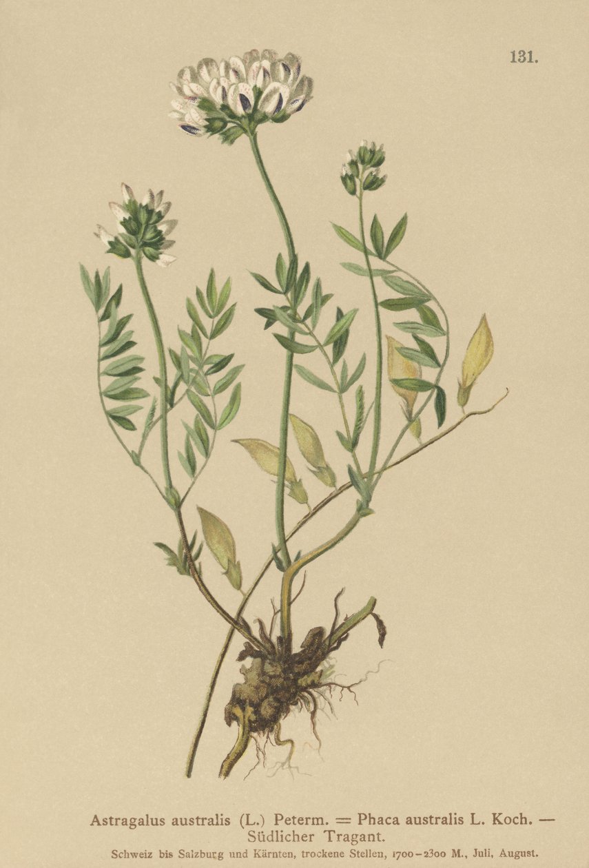 印度Milkvetch（黄芪，黄芪，Phaca australis） 作者 德国学校