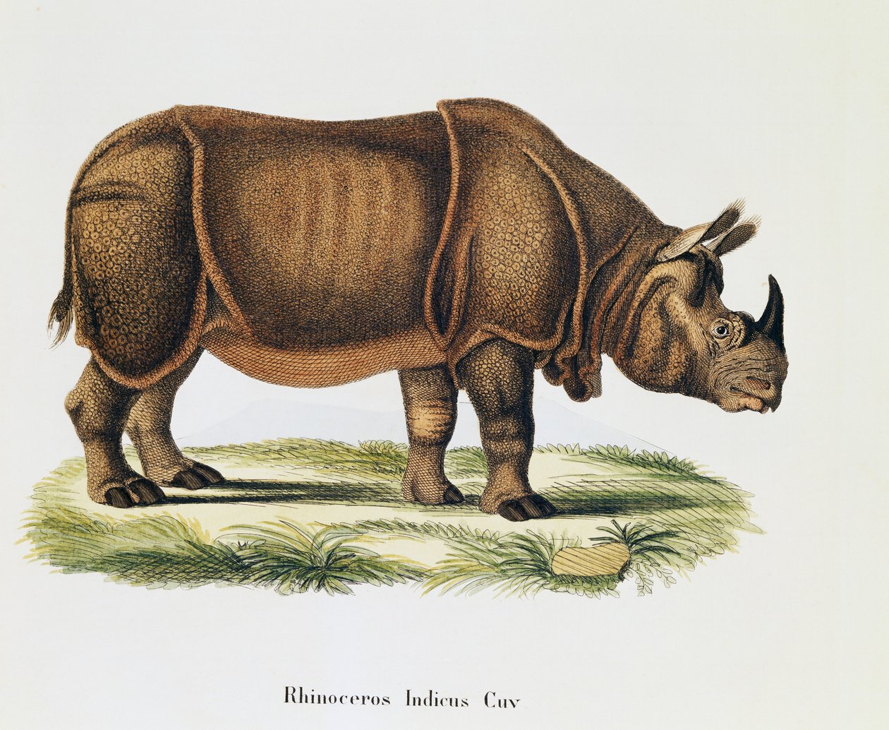 印度犀牛 (Rhinoceros indicus)，来自 Mammals，来自 Nature with descriptions，作者：Johann Christian Daniel von Schreber (1739-1810)，A Fleischmann 雕刻和绘图，第 6-7 卷，表 317-D-D，德国 作者 德国学校