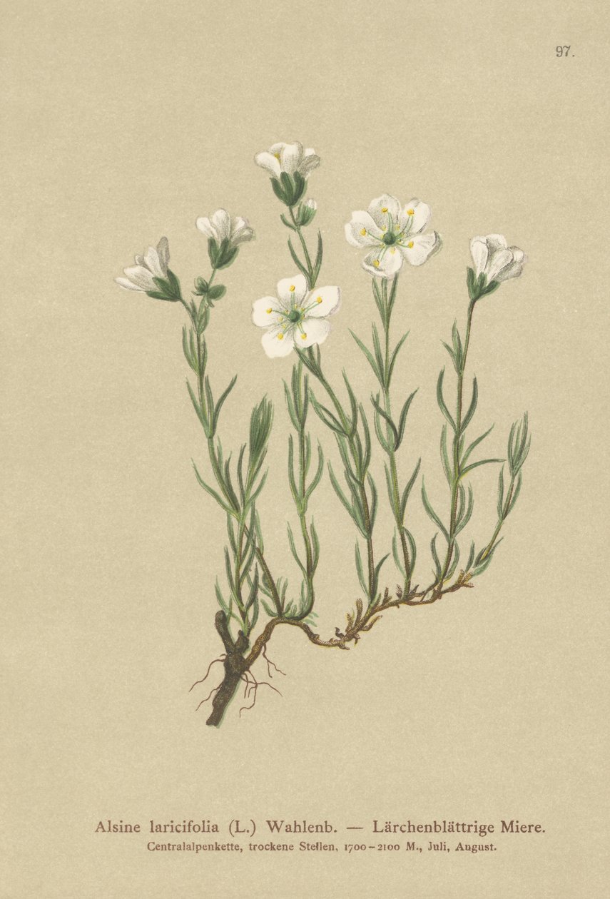 内蒙古高山草（Alsine laricifolia，Minuartia laricifolia，Arenaria laricifolia） 作者 德国学校
