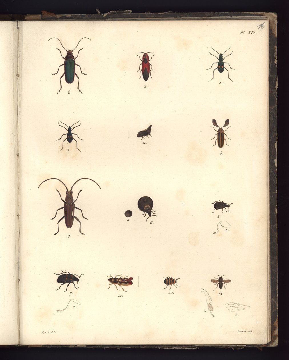 Insecta，Pl.XVI，“动物学和比较解剖学观察汇编”的插图，在大西洋地区，新大陆内陆和南海制造了179年 作者 德国学校