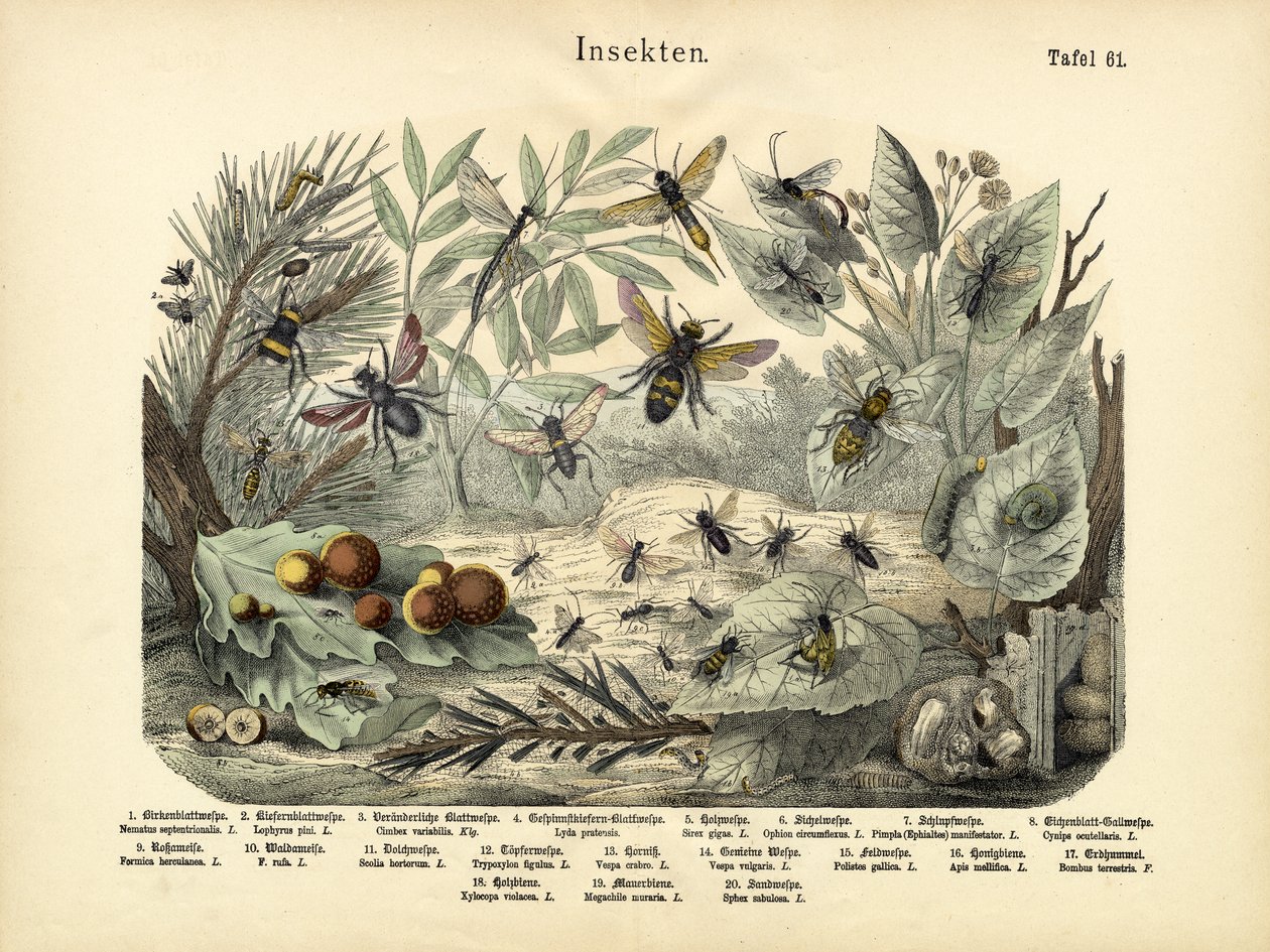 昆虫，c.1860 作者 德国学校