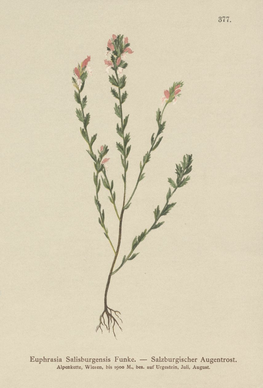 爱尔兰小米草（Euphrasia Salisburgensis） 作者 德国学校
