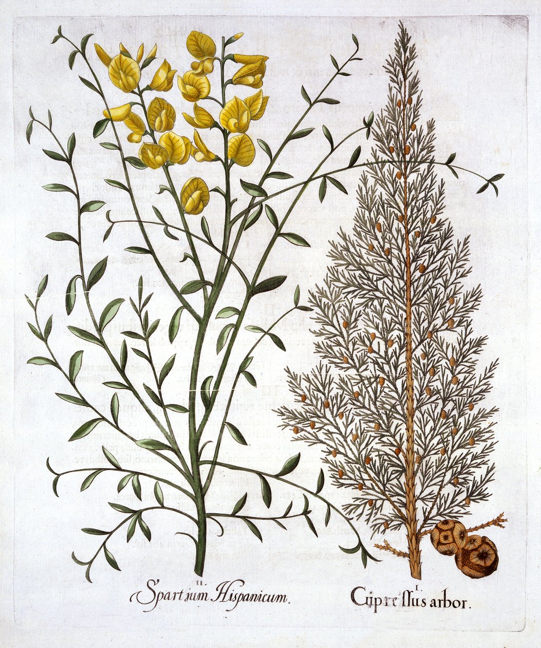 意大利柏树和西班牙扫帚，来自Hortus Eystettensis，由Basil Besler（1561-1629），酒吧。 1613（手工彩色雕刻） 作者 德国学校