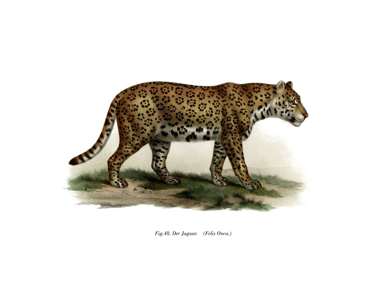 美洲虎，1860年 作者 德国学校