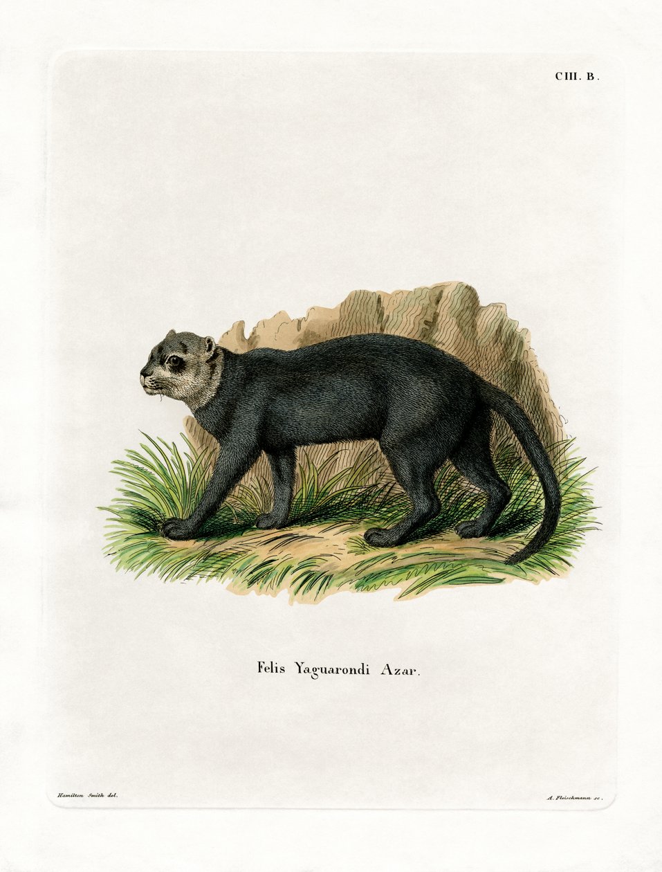Jaguarundi（彩色雕刻） 作者 德国学校
