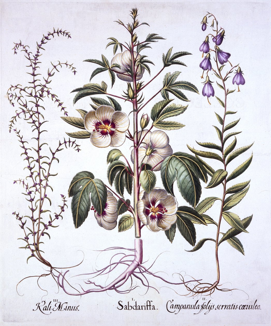 牙买加Sorrel，Bellflower和Prickly Saltwort，来自Hortus Eystettensis，由Basil Besler（1561-1629），酒吧。 1613（手工彩色雕刻） 作者 德国学校