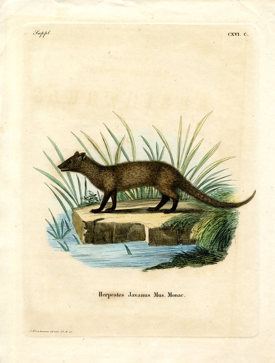 Javan Mongoose（彩色雕刻）。 作者 德国学校