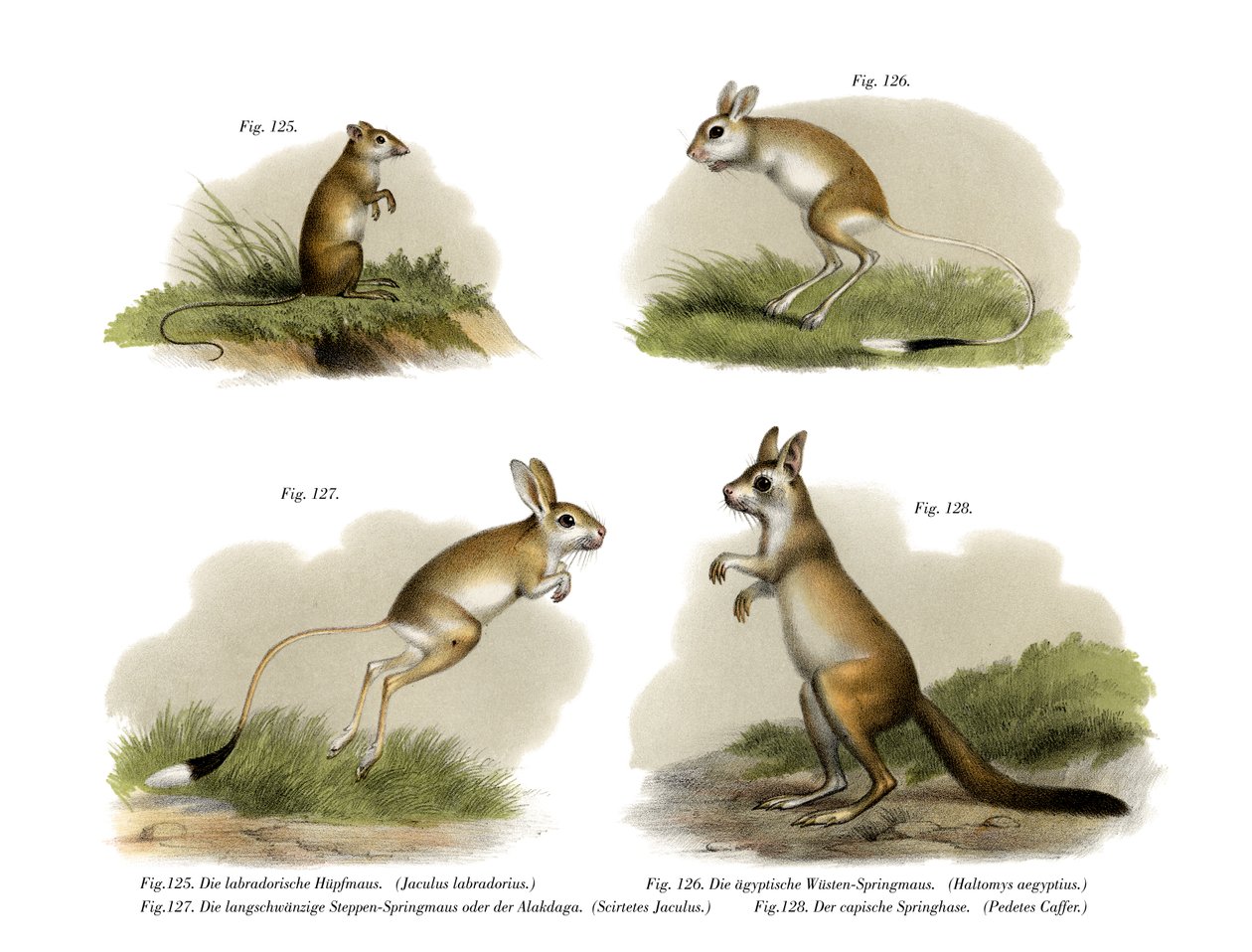 Jerboa，1860年 作者 德国学校