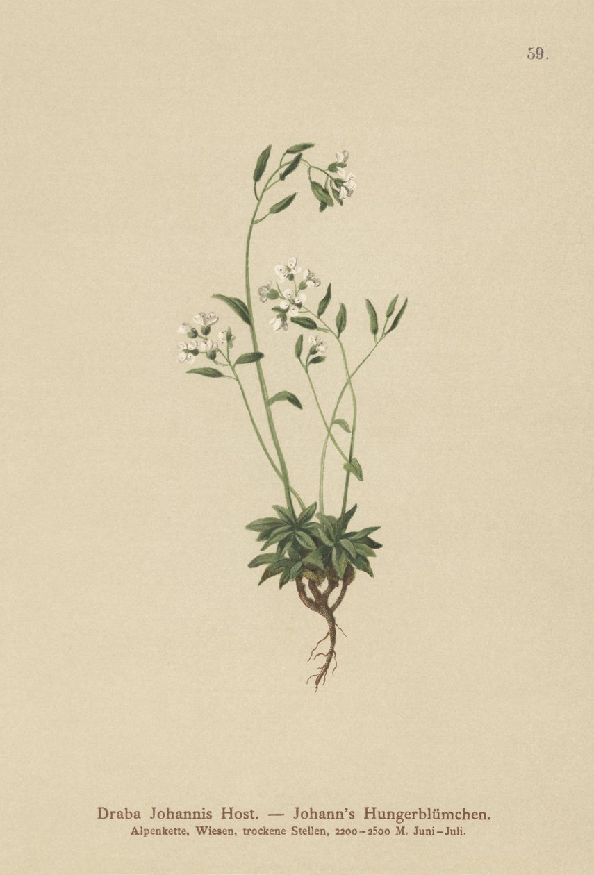 约翰斯惠特洛草（Draba Johannis） 作者 德国学校