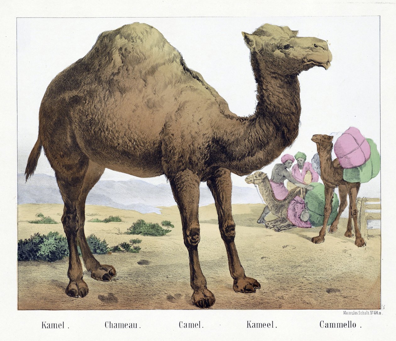 卡梅尔。/ Chameau./ Camel./ Kameel./ Cammello, pub.19世纪中期（手绘石版画 作者 德国学校