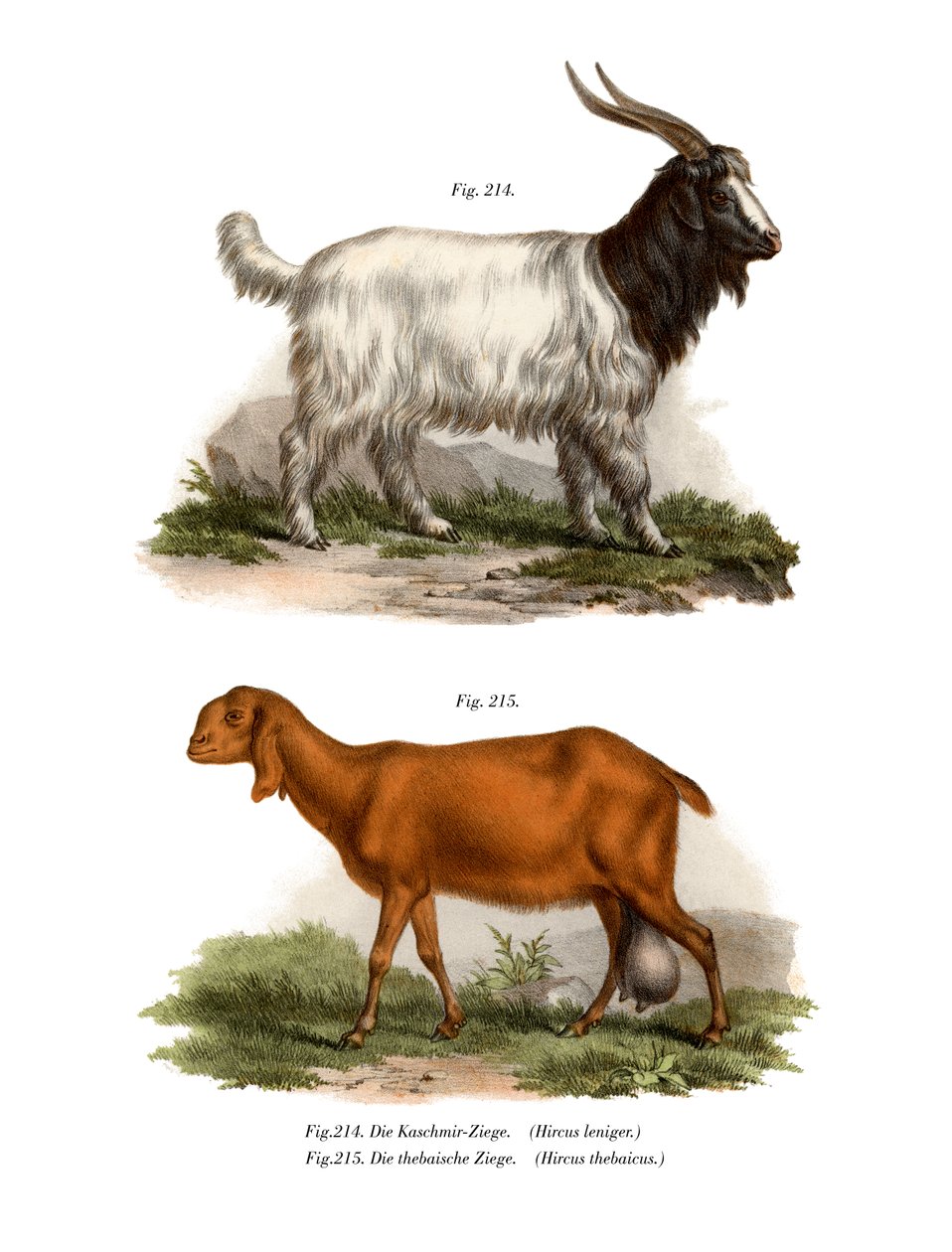 克什米尔山羊，1860年 作者 德国学校