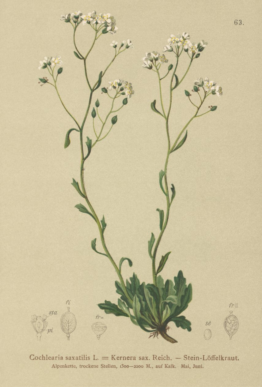 Kernera（Kernera saxatilis，Cochlearia saxatilis） 作者 德国学校