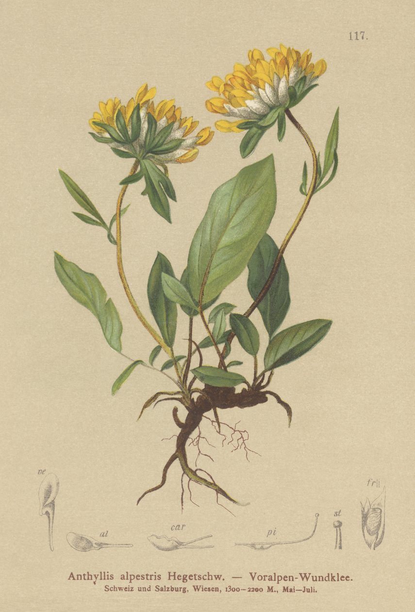 肾V（Anthyllis alpestris，Anthyllis vulneraria var.alpestris） 作者 德国学校