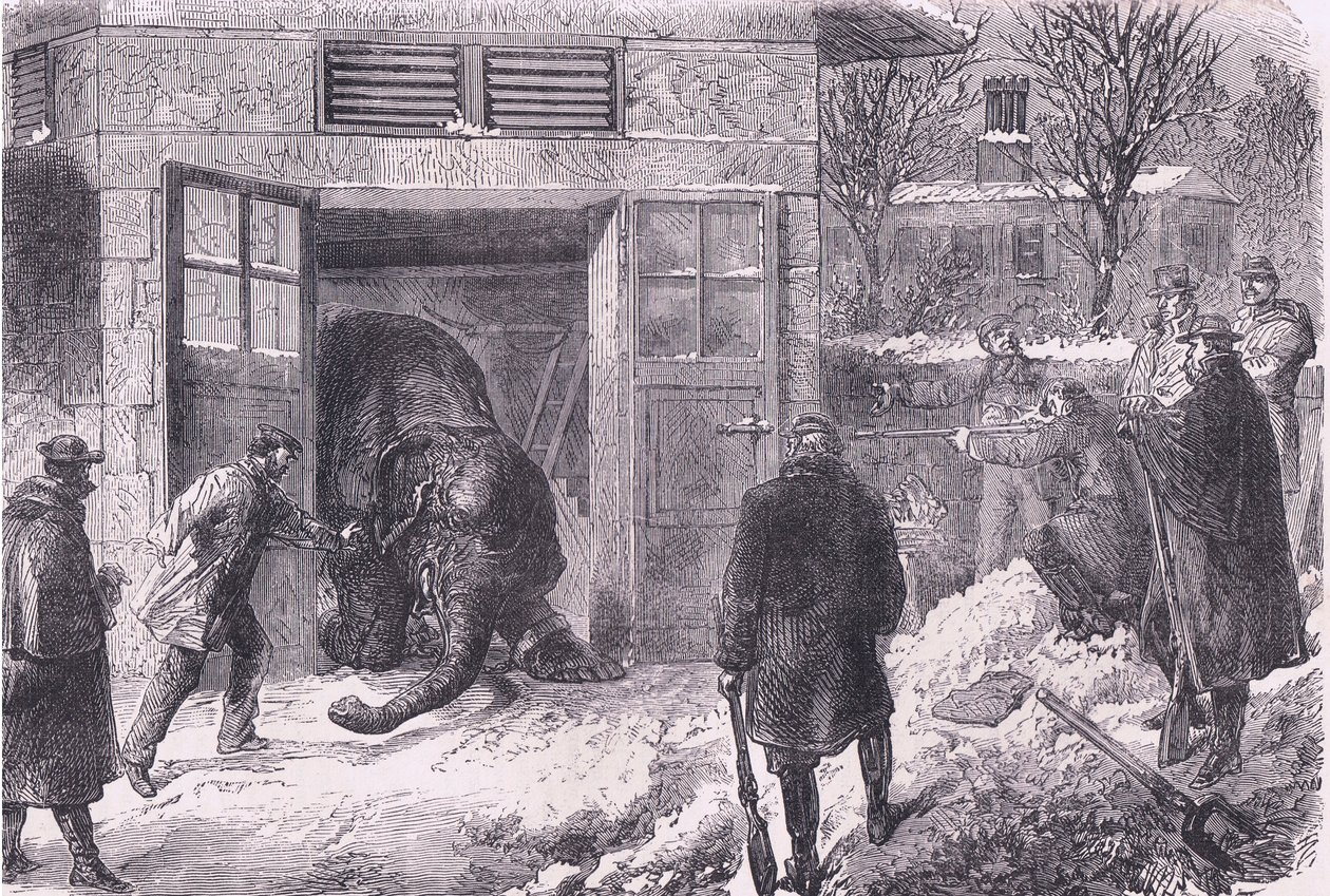 Killing an elephant for food in Jardin D