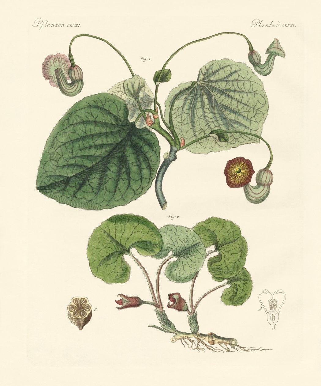 种马兜铃植物（彩色雕刻） 作者 德国学校