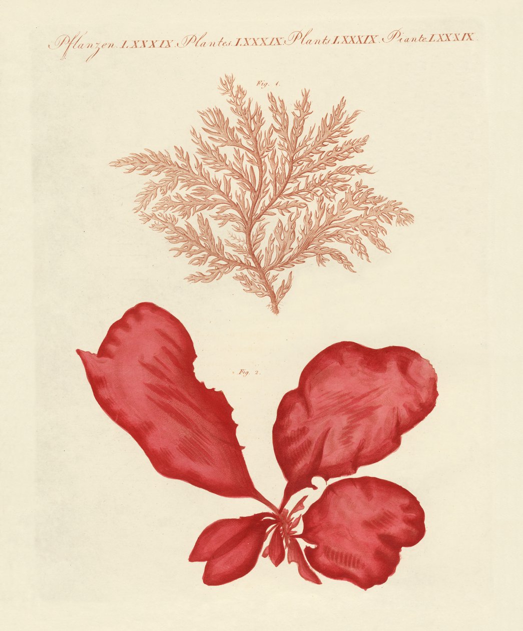 Kinds of seaweed (coloured engraving) 作者 德国学校