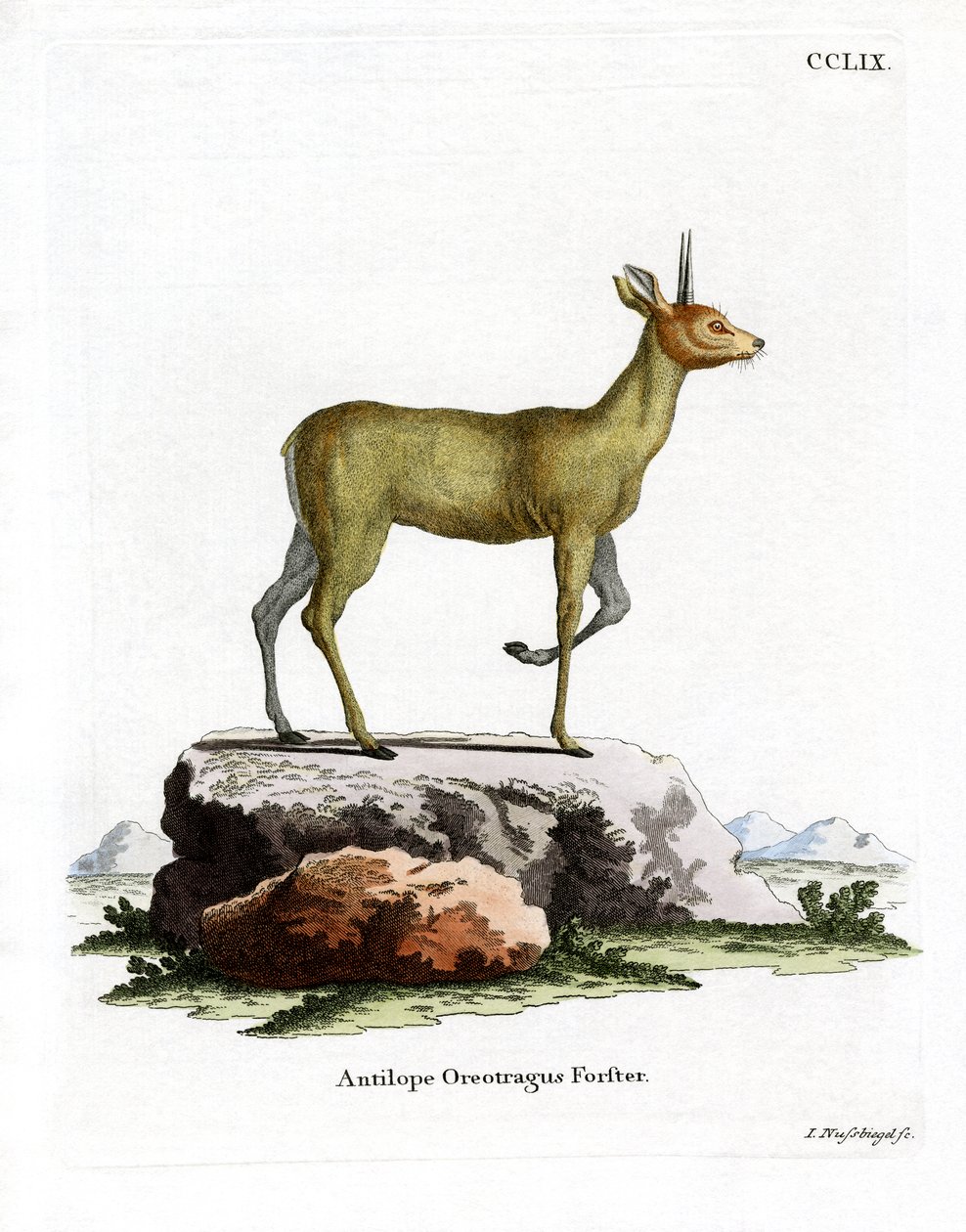 Klipspringer（彩色雕刻） 作者 德国学校