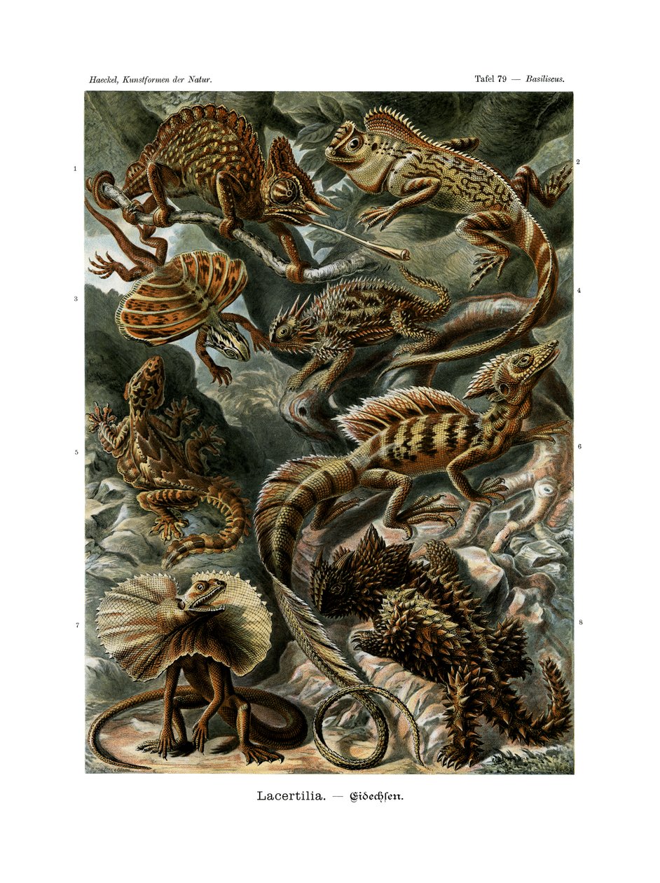 Lacertilia，1899-1904 作者 德国学校