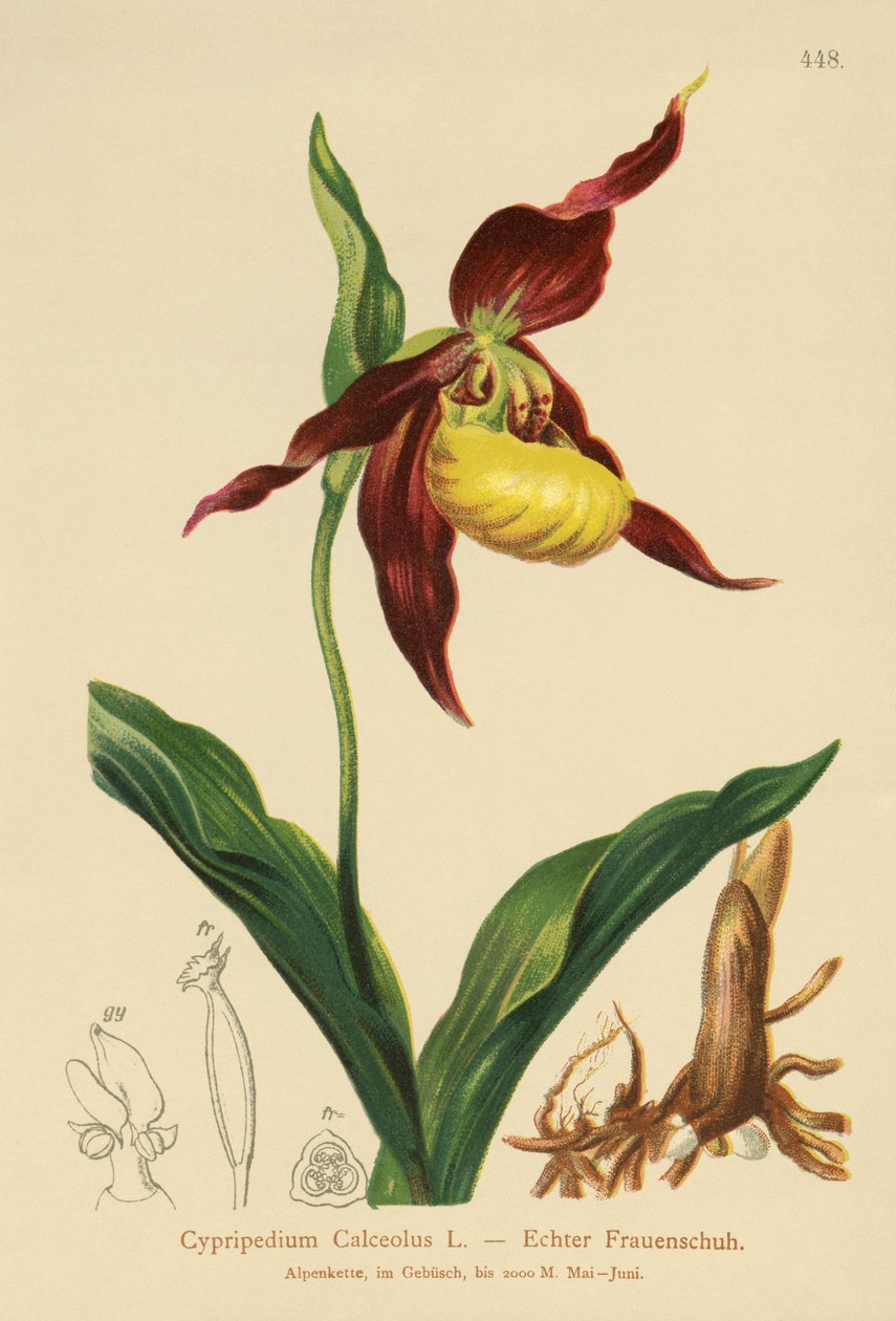 女式拖鞋（Cypripedium Calceolus） 作者 德国学校