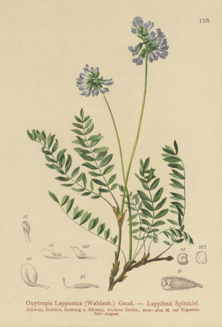 拉普兰牛奶（Oxytropis Lapponica） 作者 德国学校
