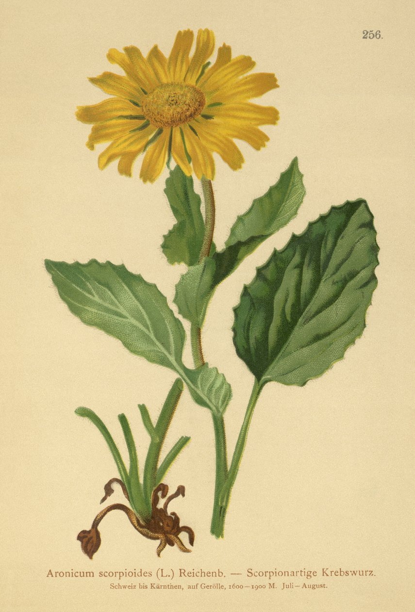 大花Leopards Bane（Aronicum scorpioides，Doronicum grandiflorum） 作者 德国学校