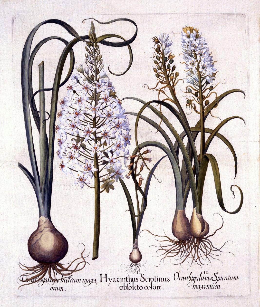 晚期风信子和伯利恒之星，来自Hortus Eystettensis，由Basil Besler（1561-1629），酒吧。 1613（手工彩色雕刻） 作者 德国学校