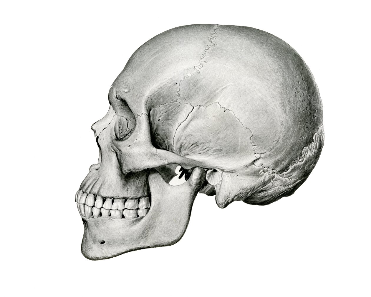 Lateral View of Human Skull 作者 德国学校
