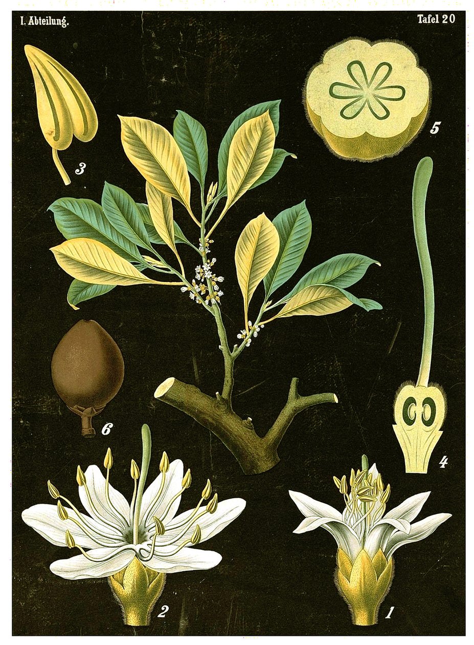 乳胶（Palaquium gutta）c.1890（彩色石版画） 作者 德国学校