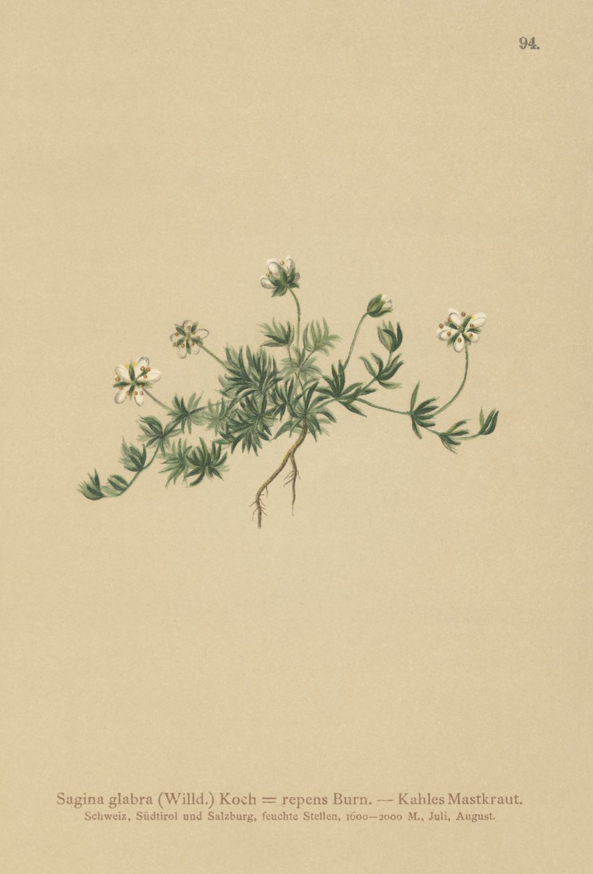 草坪珍珠（Sagina glabra，Sagina repens） 作者 德国学校
